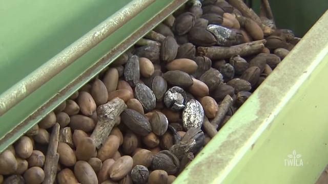 Pecan Shortage смотреть онлайн