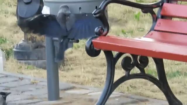 Неугомонная галка смотреть онлайн