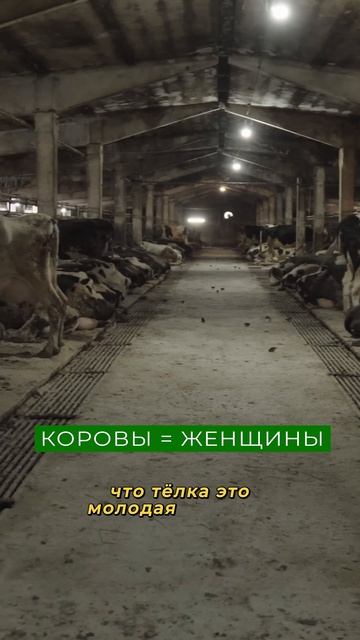 Только Эксперты Знают Это о коровах! / Своя еда смотреть онлайн