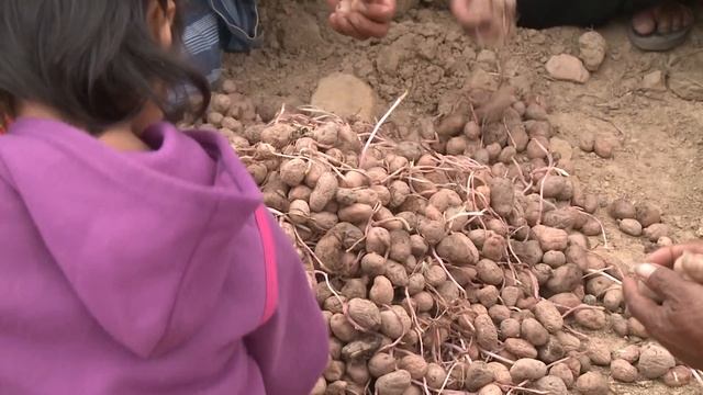 Bolivia: Potatoes in Peril смотреть онлайн