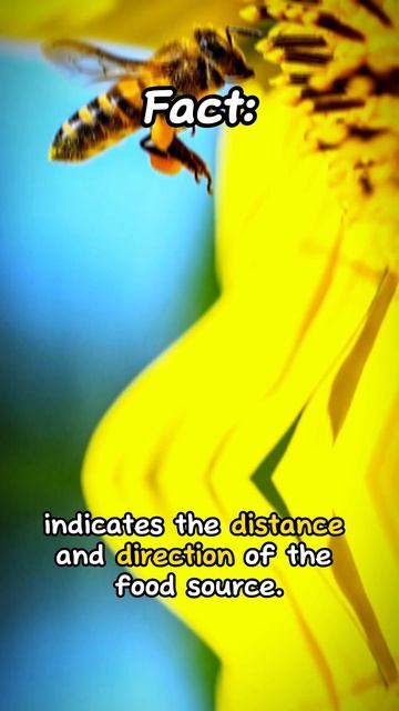 Fact About Bees. смотреть онлайн