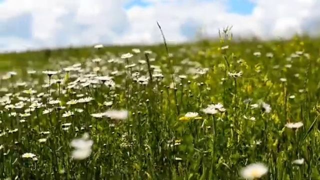 Релакс. Алтай смотреть онлайн