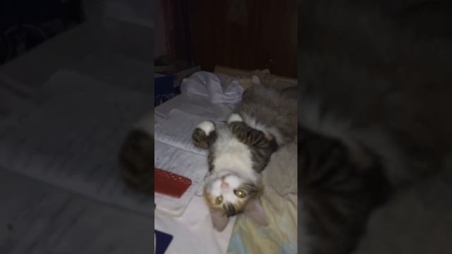 Разбойница работает в белых перчатках. Осторожно! милота! смотреть онлайн