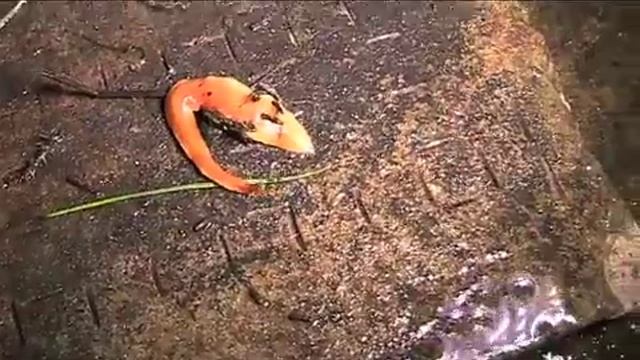 The Australian Flatworm (Australoplana Sanguinea)