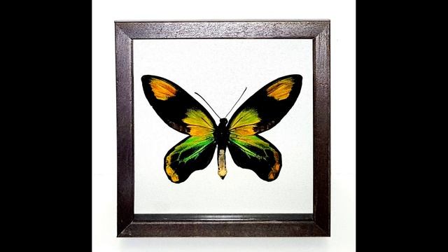 Ornithoptera victoriae. Разные виды и формы в рамках смотреть онлайн