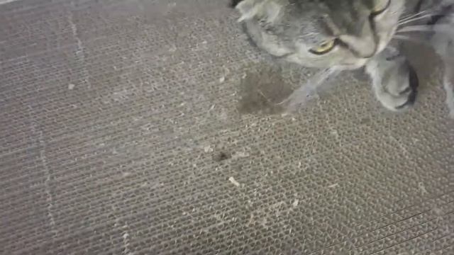 Когтедралка в действии смотреть онлайн