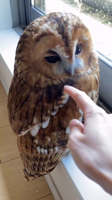 🙈 Cutest Owl 😍🥰😘 #shorts 🙈 #shortfeed смотреть онлайн