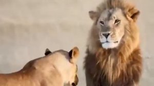 ЛЬВИЦА РУГАЕТ ЛЬВА