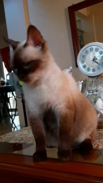 SUPER CUTE BLUE EYES SIAMESE CAT #shorts смотреть онлайн