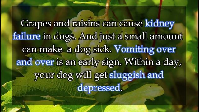 15 Poisonous and Toxic Foods for Dogs смотреть онлайн