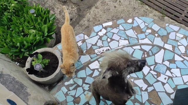 Картофель под сеном🥔/ Сажаем деревца🌱/Творожные печенюшки☕ смотреть онлайн