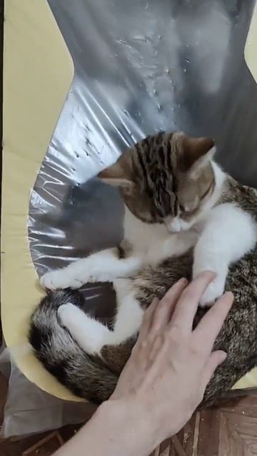 Обновки любят все. #cat #animalcat #pet #кошки #kitten #animal смотреть онлайн