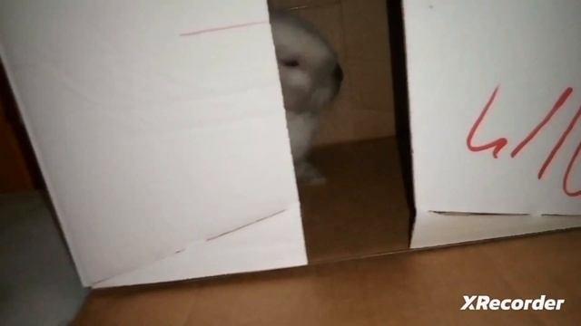 кролик сидит в коробке