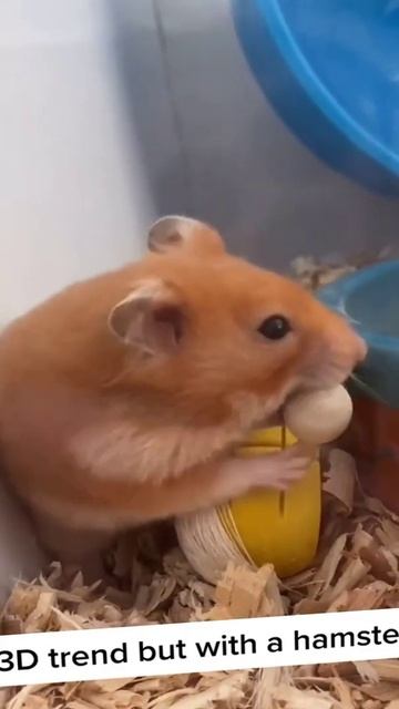 Hamster escapes the awesome maze for Pets in real life 🐹 in Hamster stories Ep 2 смотреть онлайн