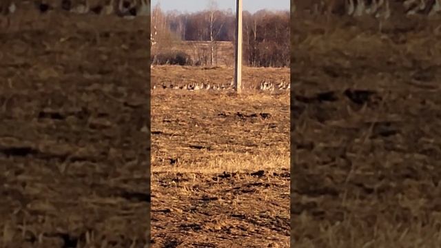 Большая стая гусей сидят около лужи! смотреть онлайн