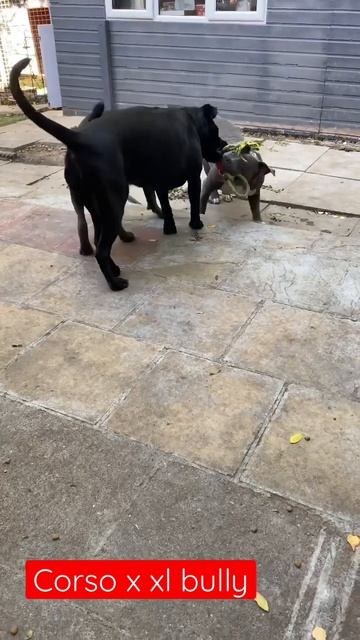 Biggie and Zeus playing around - 2 strong big dogs 🐕 #canecorso #xlbully #foryou #dogs #subscribe смотреть онлайн