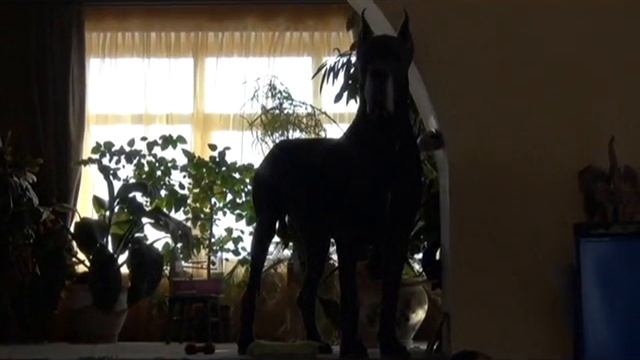 Lotosdanes Geronimo  Помню и Люблю!