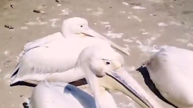 Смешные животные))) смотреть онлайн
