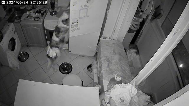 Борзые воруют из холодильника смотреть онлайн