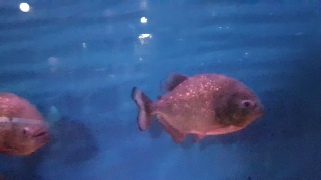 Сочи Лазаревское парк океанариум и экзотариум