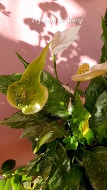 Spathiphyllum - Cuna de moisés🍃 #jardinería #plantasdesombra смотреть онлайн