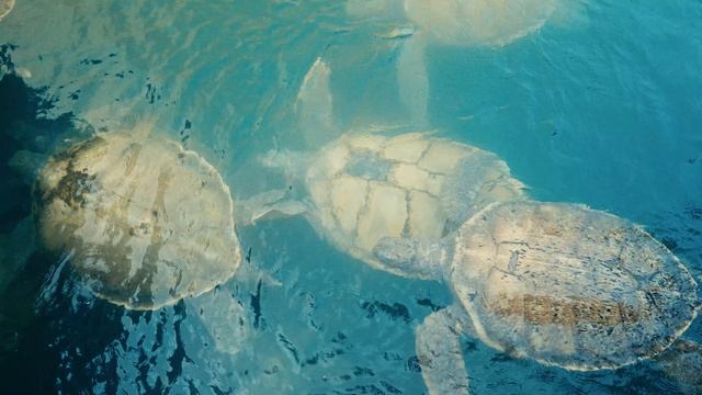 Travel in Color: Grand Cayman смотреть онлайн