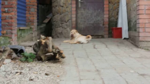 Navechno Vash iz Kotmarian - Навечно Ваш из Котмариан, дома Кузя смотреть онлайн