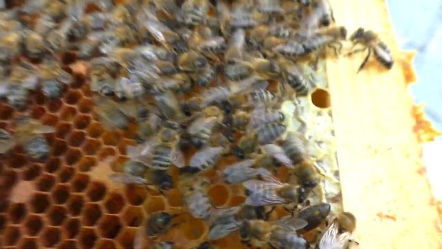 Поставил точку а и возможно многоточие! Пасека и семья трутовка. смотреть онлайн