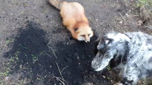 Лиса-Алиса. Лиса ругает собак из-за земли