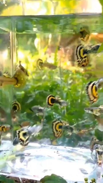 yellow and black mix colour Guppy so cute and lovely 💛🖤 if you like it like the video #shorts #vira смотреть онлайн