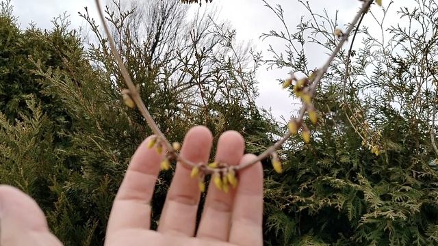 Что за форзиция одним стволом без побегов не кустовая? смотреть онлайн