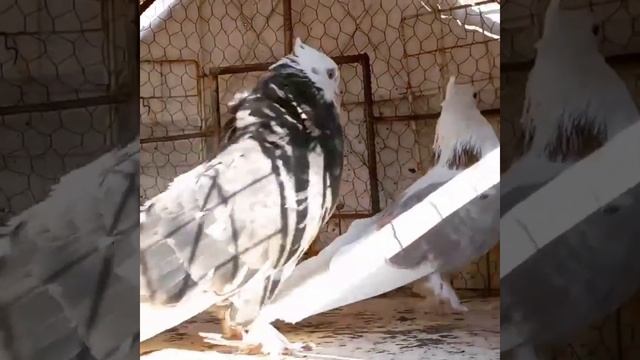 Иранские Голуби, их вид по Мраморным #Iran #tauben #pigeons