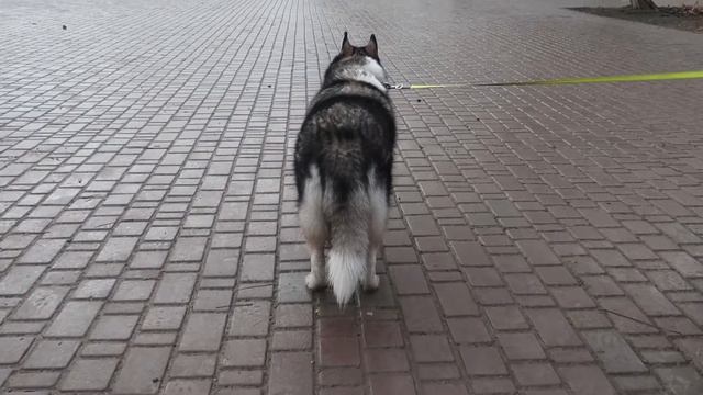 ПРОГУЛКА В ТУМАН / ВЛОГ / А+М смотреть онлайн