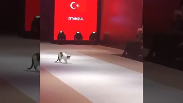 Высокая мода смотреть онлайн