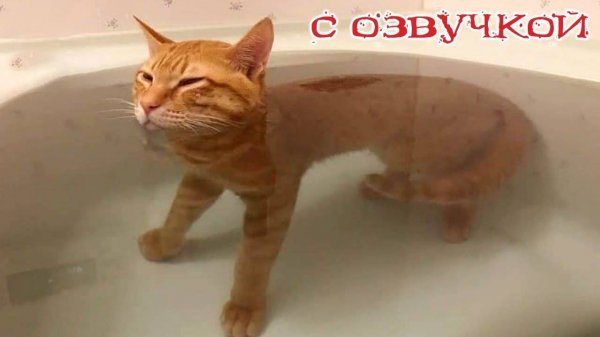 Приколы с котами! Смешные коты С ОЗВУЧКОЙ! ПРИКОЛЫ С ЖИВОТНЫМИ!
