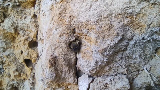 Бджола антофора за роботою смотреть онлайн