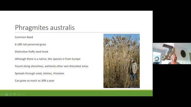 Wetland Wonders Part 4: Invasive Species