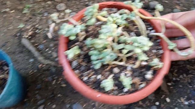 REPOTTING MENDOZAE AND SUPER DONKEY смотреть онлайн