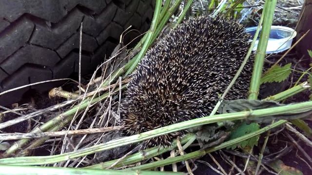 Ёжик в саду смотреть онлайн