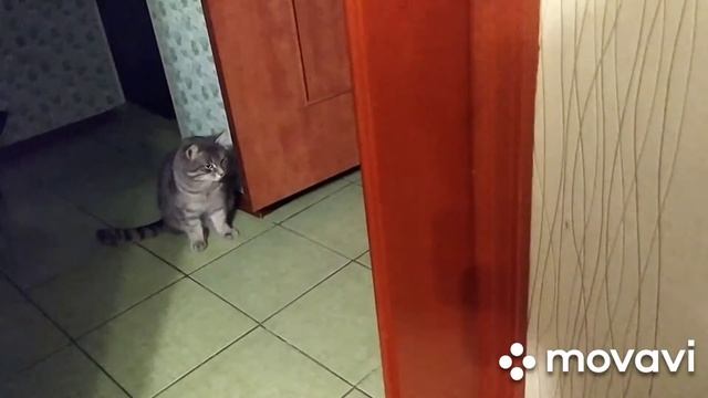 КОТ КУЗЯ ЛЮБИМЫЙ, а КОТ ВАСЯ? 🤔💥 смотреть онлайн