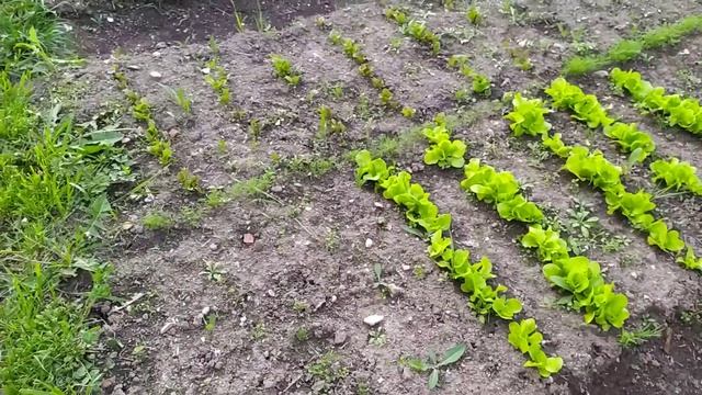 Грядки с Редисом и Салатом смотреть онлайн