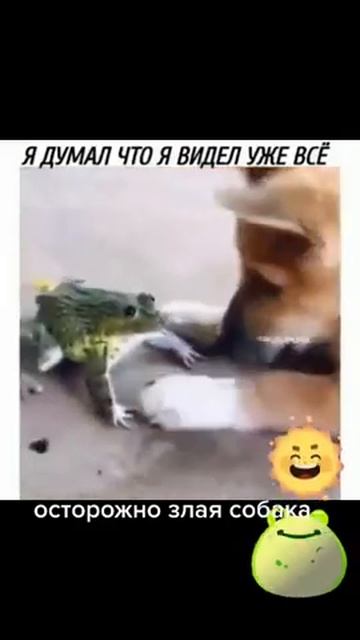 #shorts #лягушка #лает#я думал, что видел уже всё # смотреть онлайн