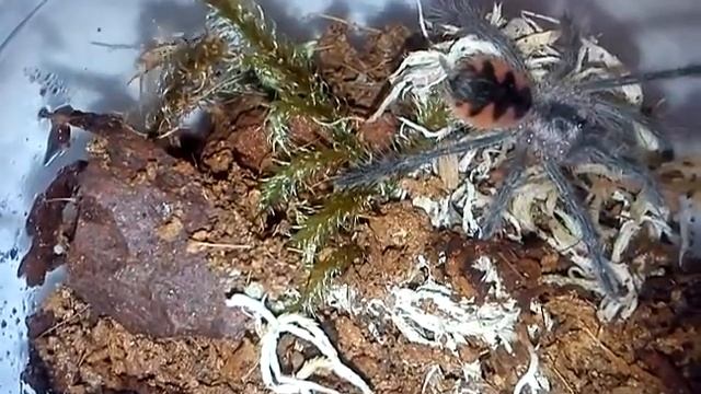 Pamphobeteus Platyomma sling смотреть онлайн