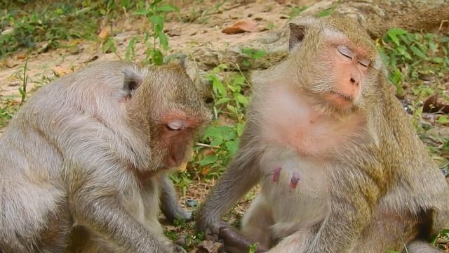 Update monkey Tima health condition, monkey Tima and monkey Dolly, Monkey Tima nearly give birth смотреть онлайн