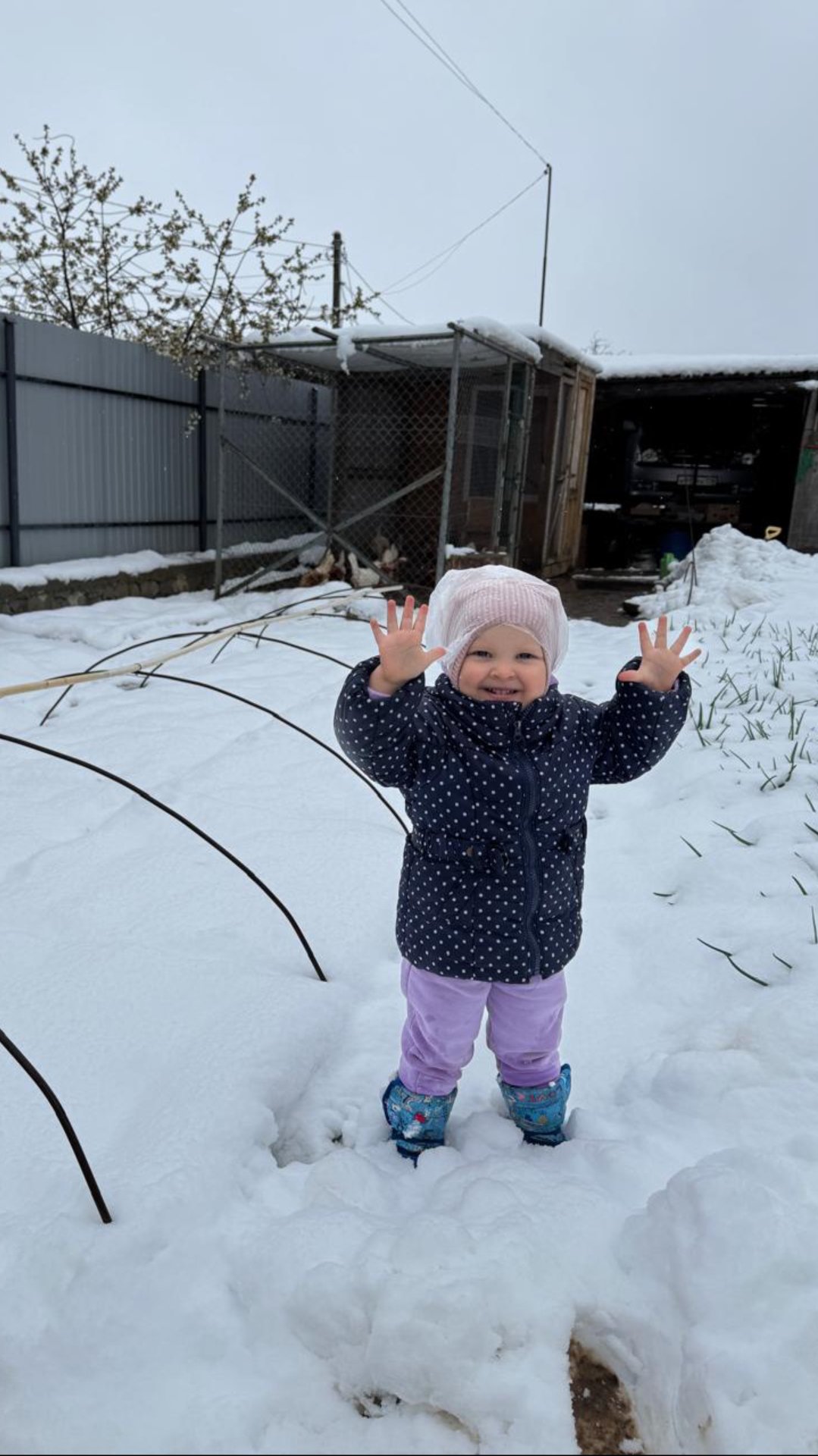 Выращивание Ялтинского лука. Во что превратилась рассада ялтинского лука после снега.
