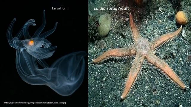 Larval forms of Echinoderms смотреть онлайн