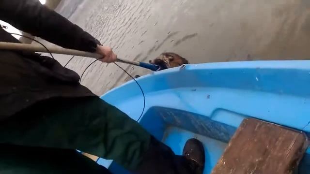 спасение енота енот паникер смотреть онлайн