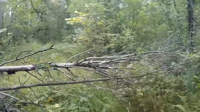 Мост через речку. Уж. Прогулки бушкрафтера. Bushcraft walking. bridge in the forest смотреть онлайн