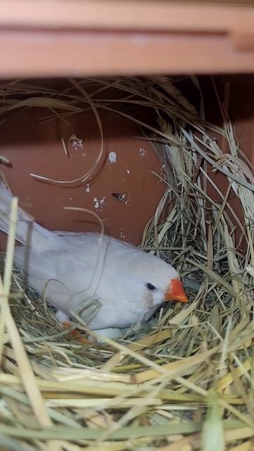 ждём пополнение)#амадины#zebrafinches#зебровыеамадины#размножение #shorts смотреть онлайн