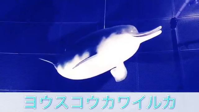 息子制作　生き物動画「ヨウスコウカワイルカ」 смотреть онлайн